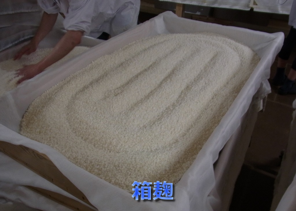 基礎講座(19)「製麹.3(製麹方法の種類 ・麹の完成)」 – 酒chいし井